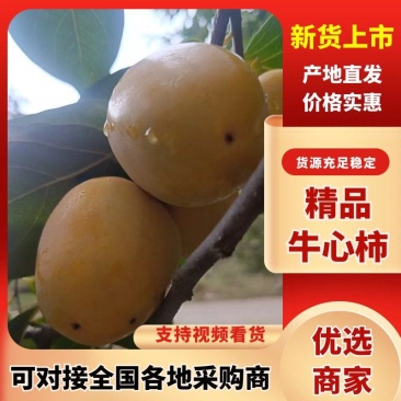 精品牛心柿子大量上市基地供应量大从优质量保证欢迎咨询