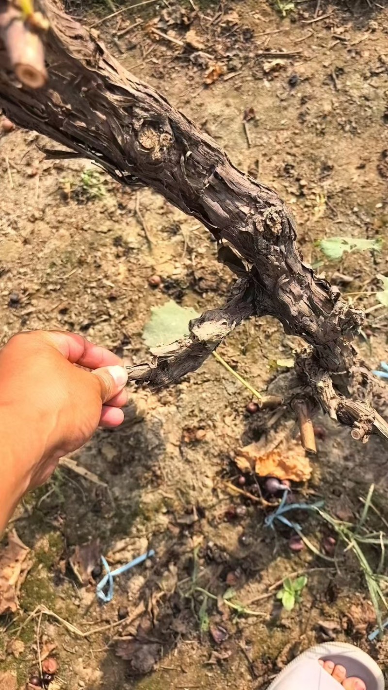 占地葡萄树大量有货！欢迎全国客商骚扰！！！