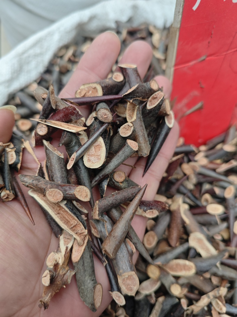 皂刺