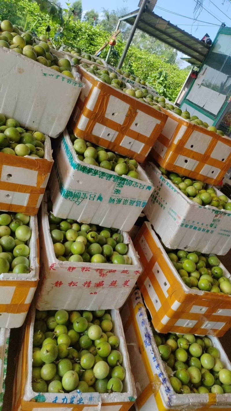 钦蜜九号百香果