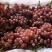 运城新鲜克伦生葡萄，甜美多汁，现摘现发，品质保证！