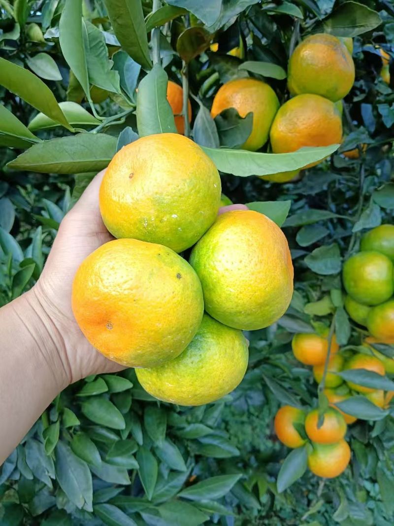 湖北蜜橘宜昌蜜橘正宗高山蜜橘对接商超市场电商欢迎咨询