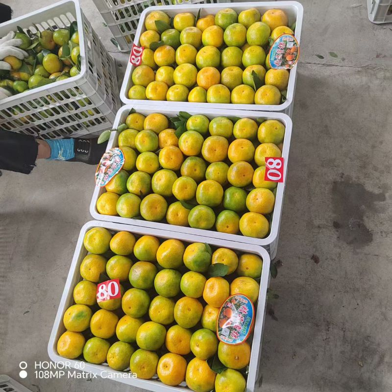 湖北蜜橘宜昌蜜橘正宗高山蜜橘对接商超市场电商欢迎咨询