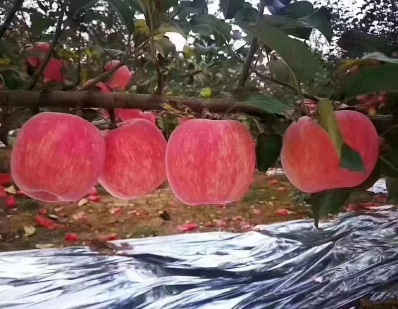 红富士苹果批发价格