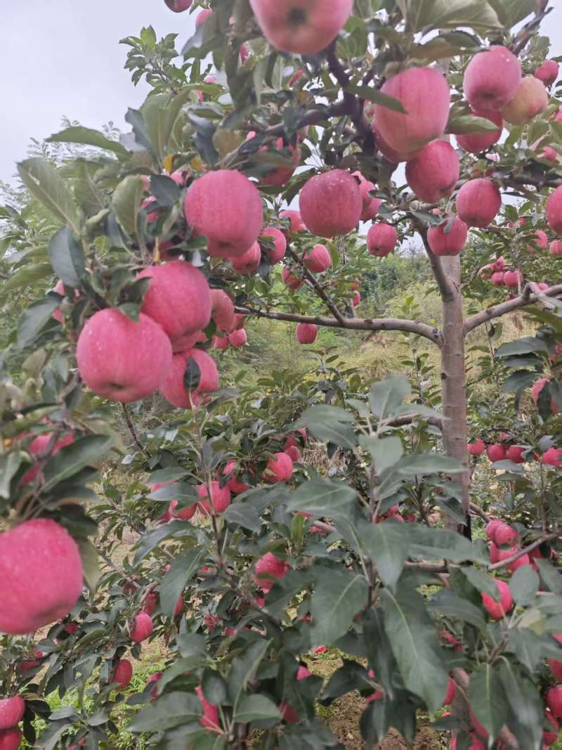 甘肃庄浪红富士苹果