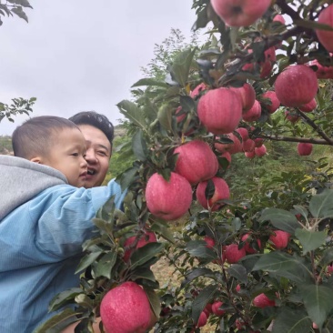 甘肃庄浪红富士苹果