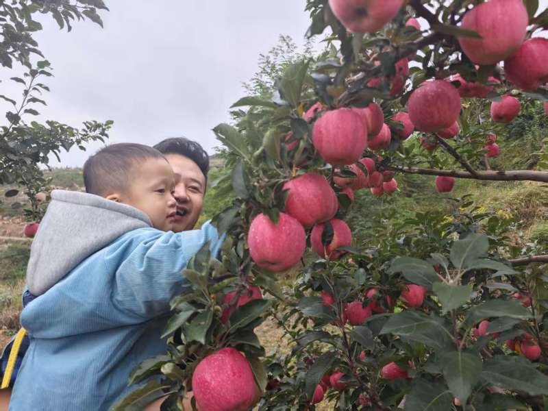 甘肃庄浪红富士苹果