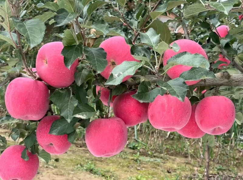 甘肃红富士苹果优质果脆甜
