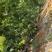 翡翠香芋冬瓜