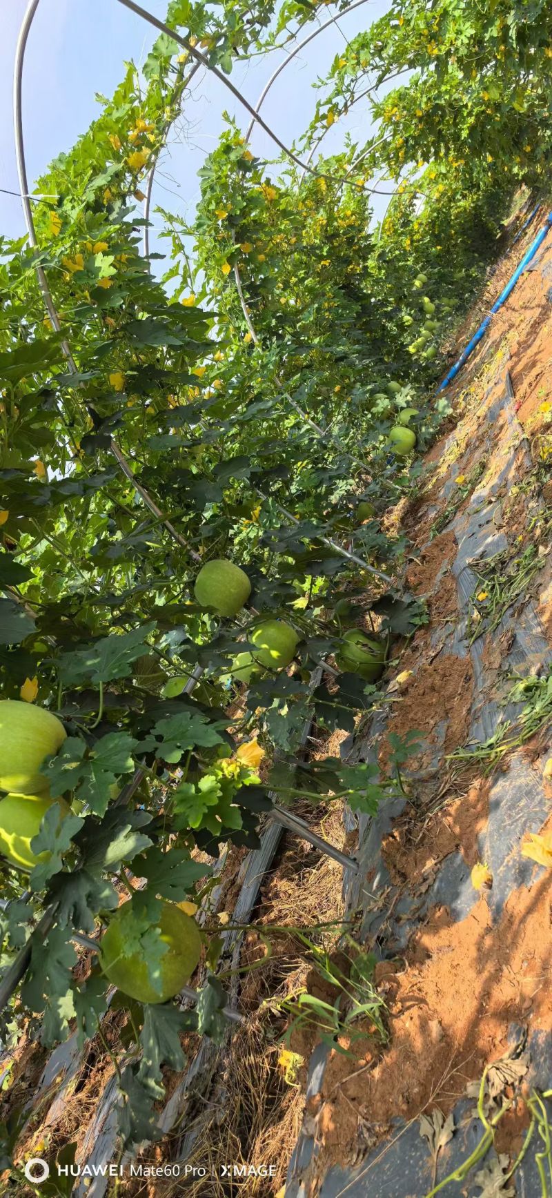 翡翠香芋冬瓜