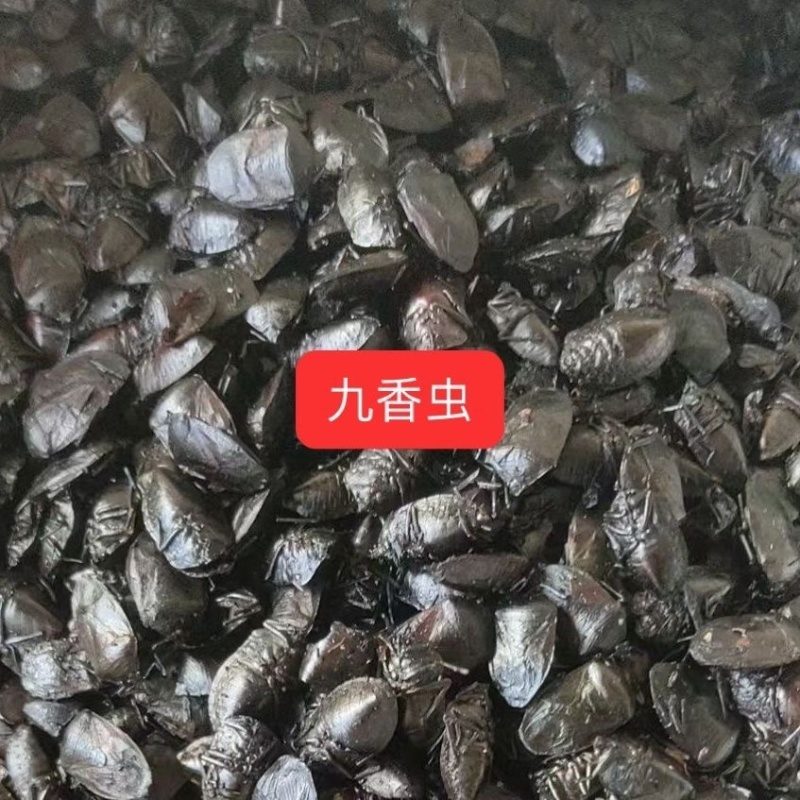九香虫打屁虫新货无杂质九香虫选货药检品质