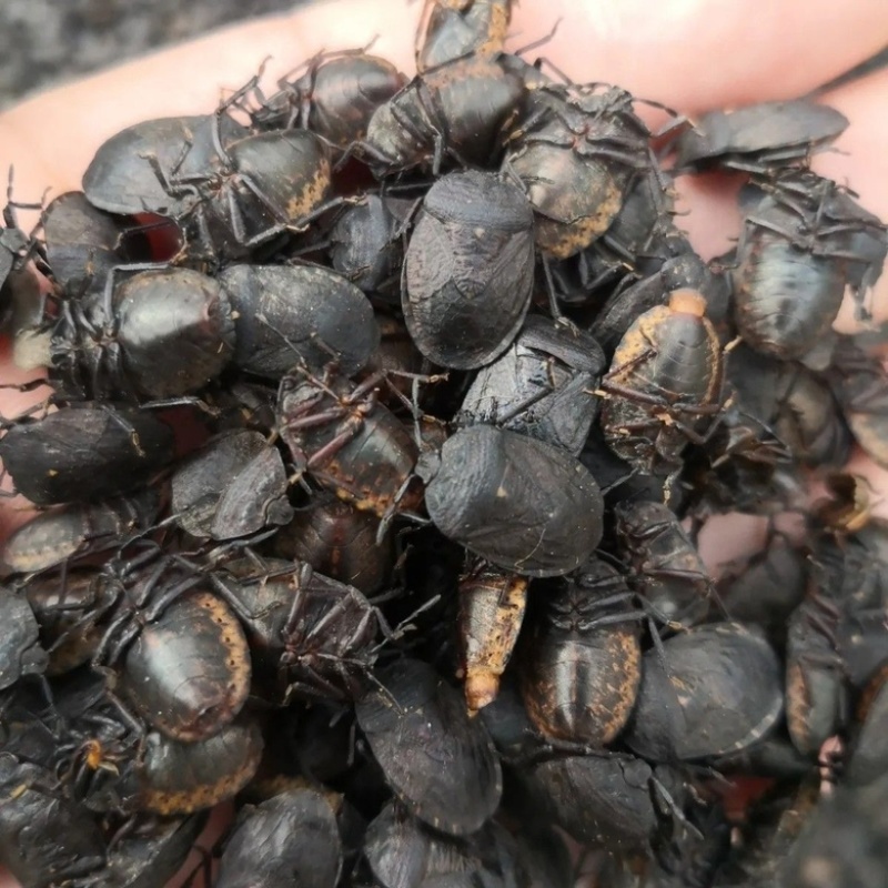 九香虫打屁虫新货无杂质九香虫选货药检品质