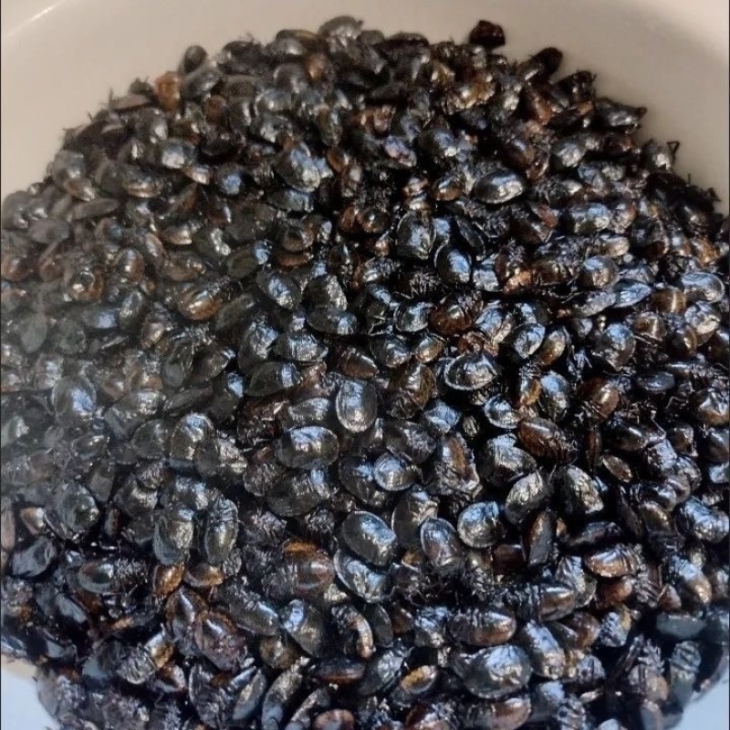 九香虫打屁虫新货无杂质九香虫选货药检品质