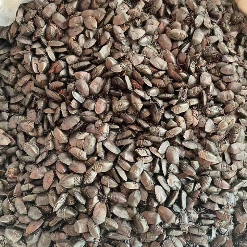 九香虫打屁虫新货无杂质九香虫选货药检品质