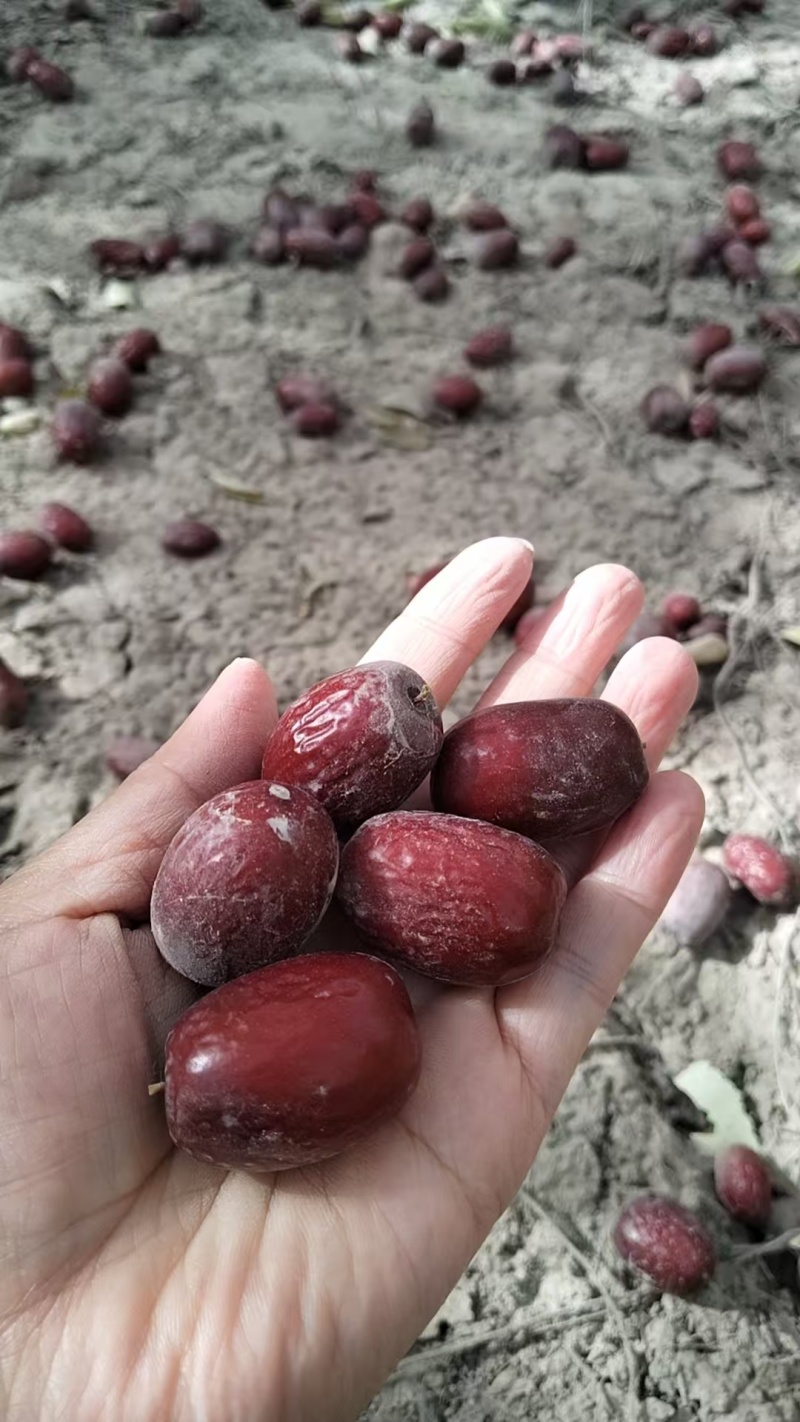 新疆灰枣基地直发货源充足价格优惠可视频看货