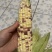 糯玉米