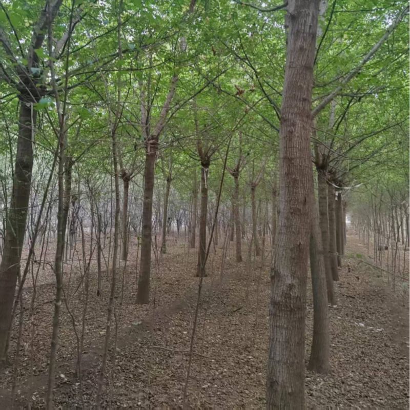 金叶复叶槭，产地直发，大量有货，欢迎各位老板咨询采购
