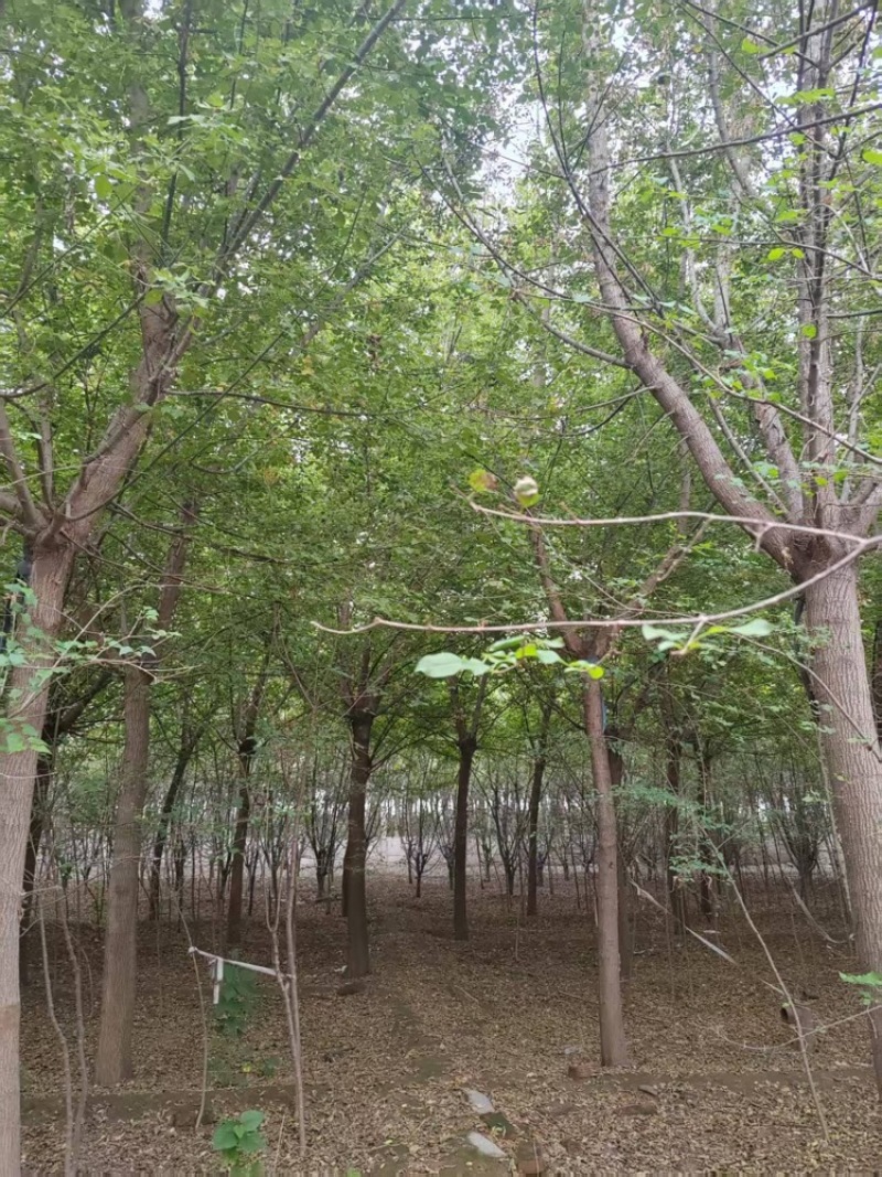 金叶复叶槭，产地直发，大量有货，欢迎各位老板咨询采购