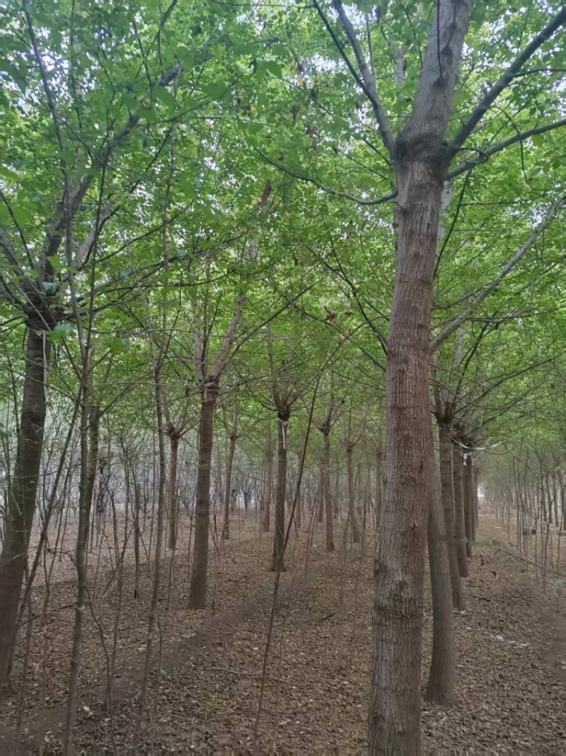 金叶复叶槭，产地直发，大量有货，欢迎各位老板咨询采购