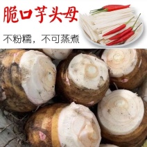 8520芋头母