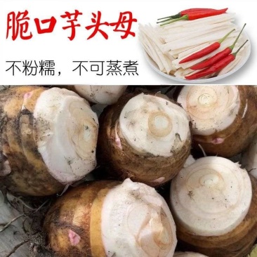 8520芋头母