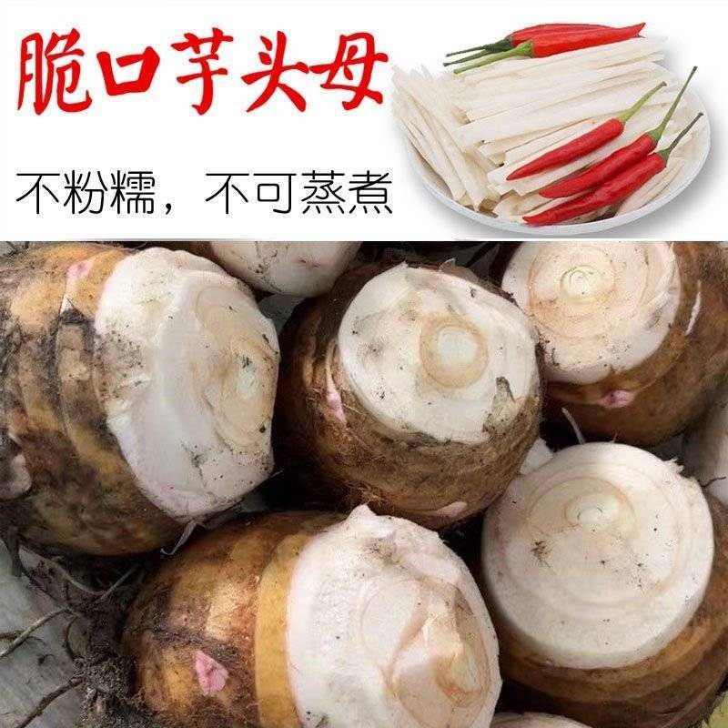 8520芋头母