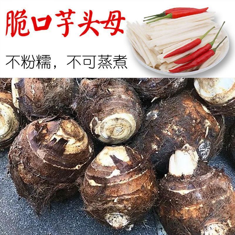 8520芋头母