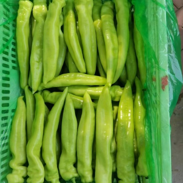 精品尖椒鲜辣椒大量供应可视频看货欢迎来电采购