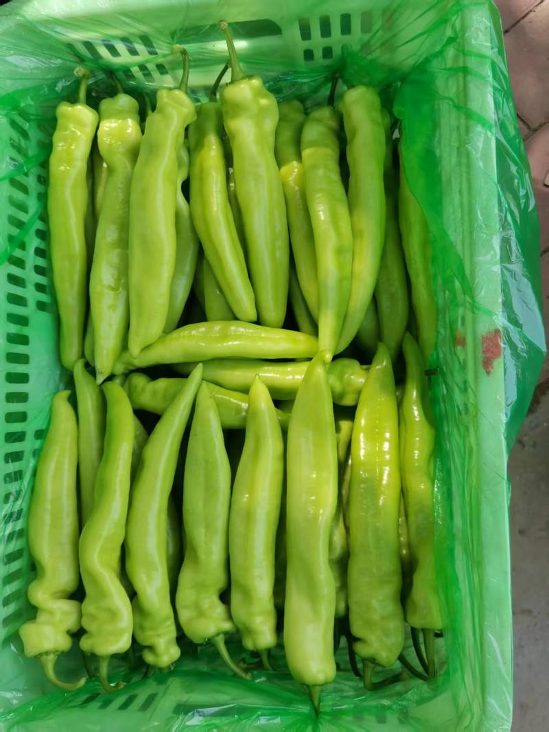 精品尖椒鲜辣椒大量供应可视频看货欢迎来电采购