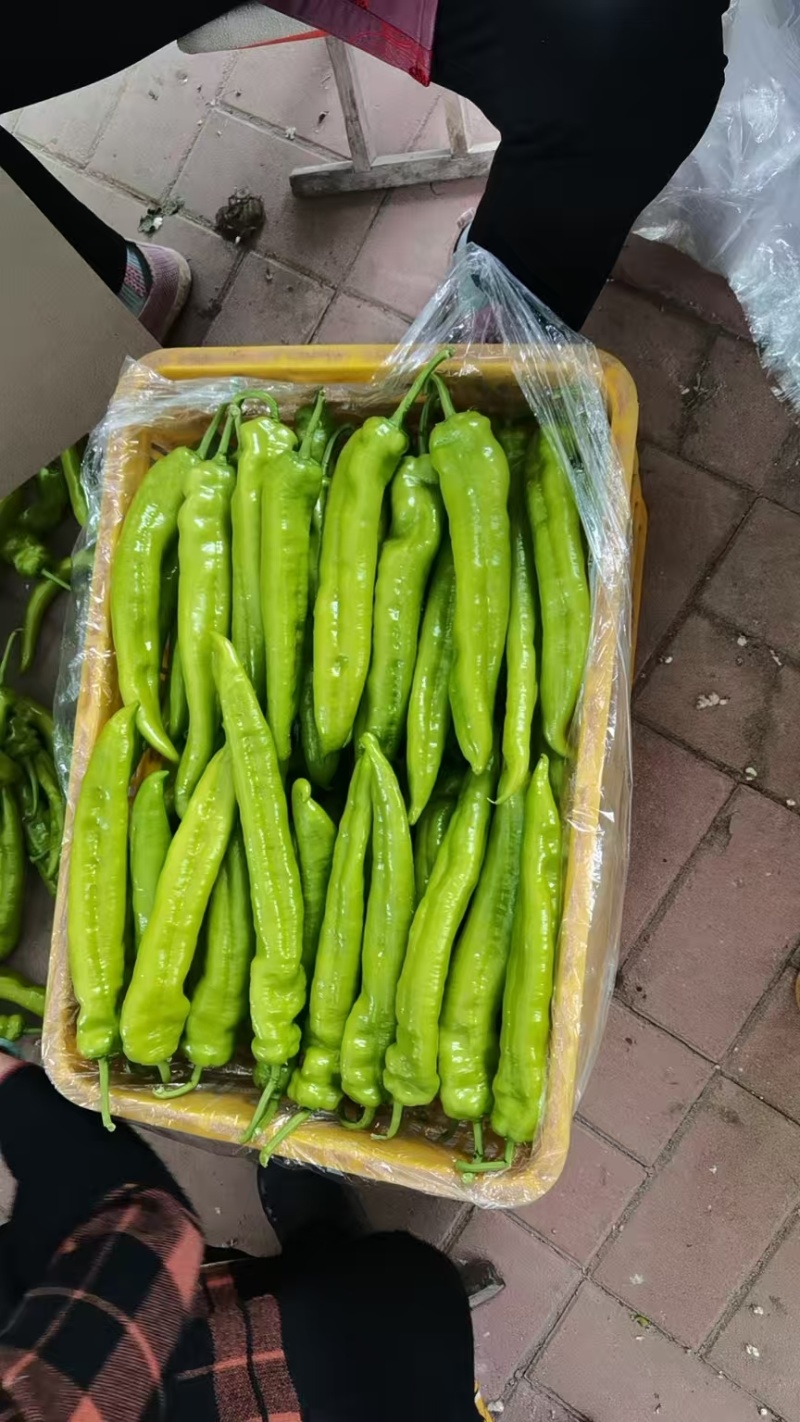 精品尖椒鲜辣椒大量供应可视频看货欢迎来电采购
