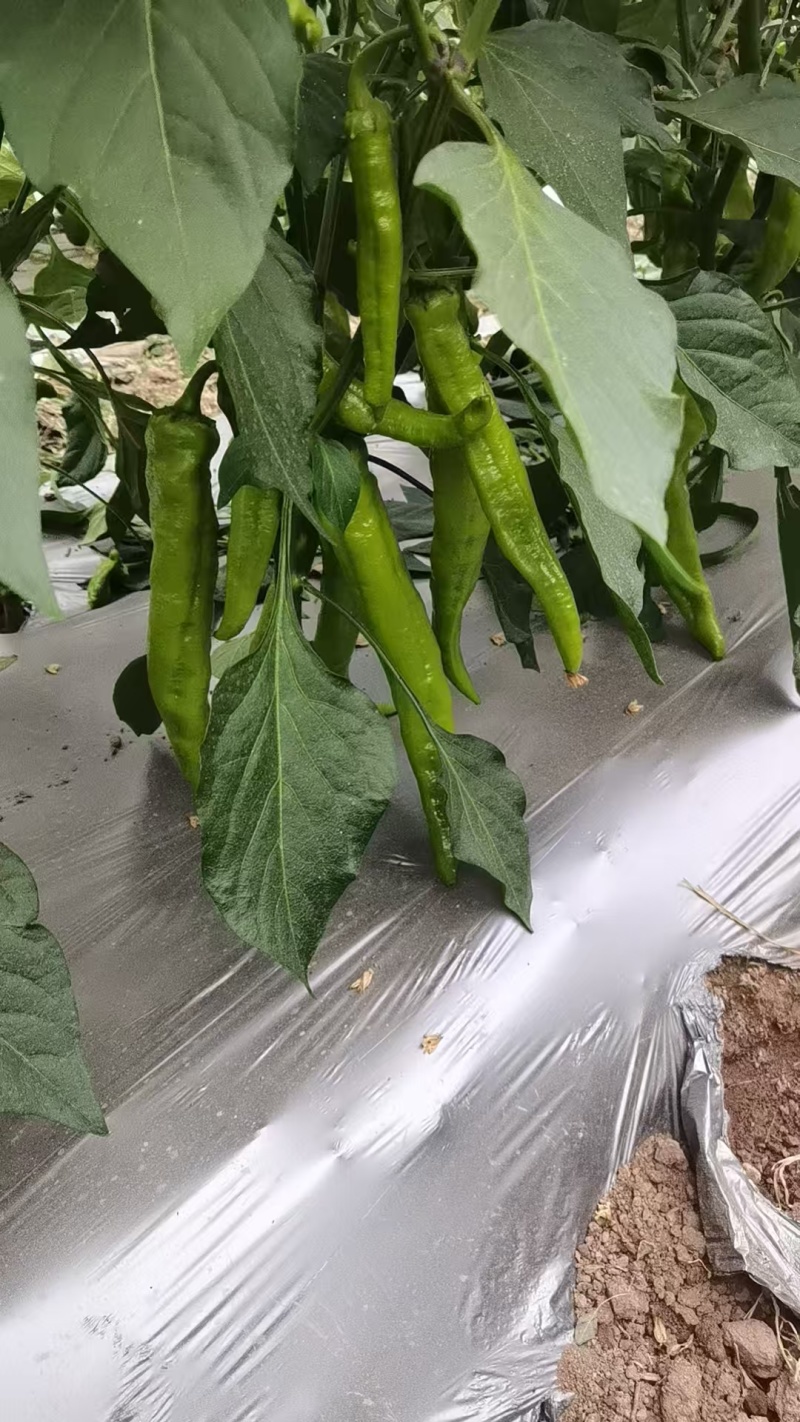 精品尖椒鲜辣椒大量供应可视频看货欢迎来电采购