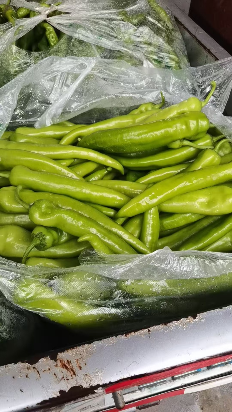 精品尖椒鲜辣椒大量供应可视频看货欢迎来电采购