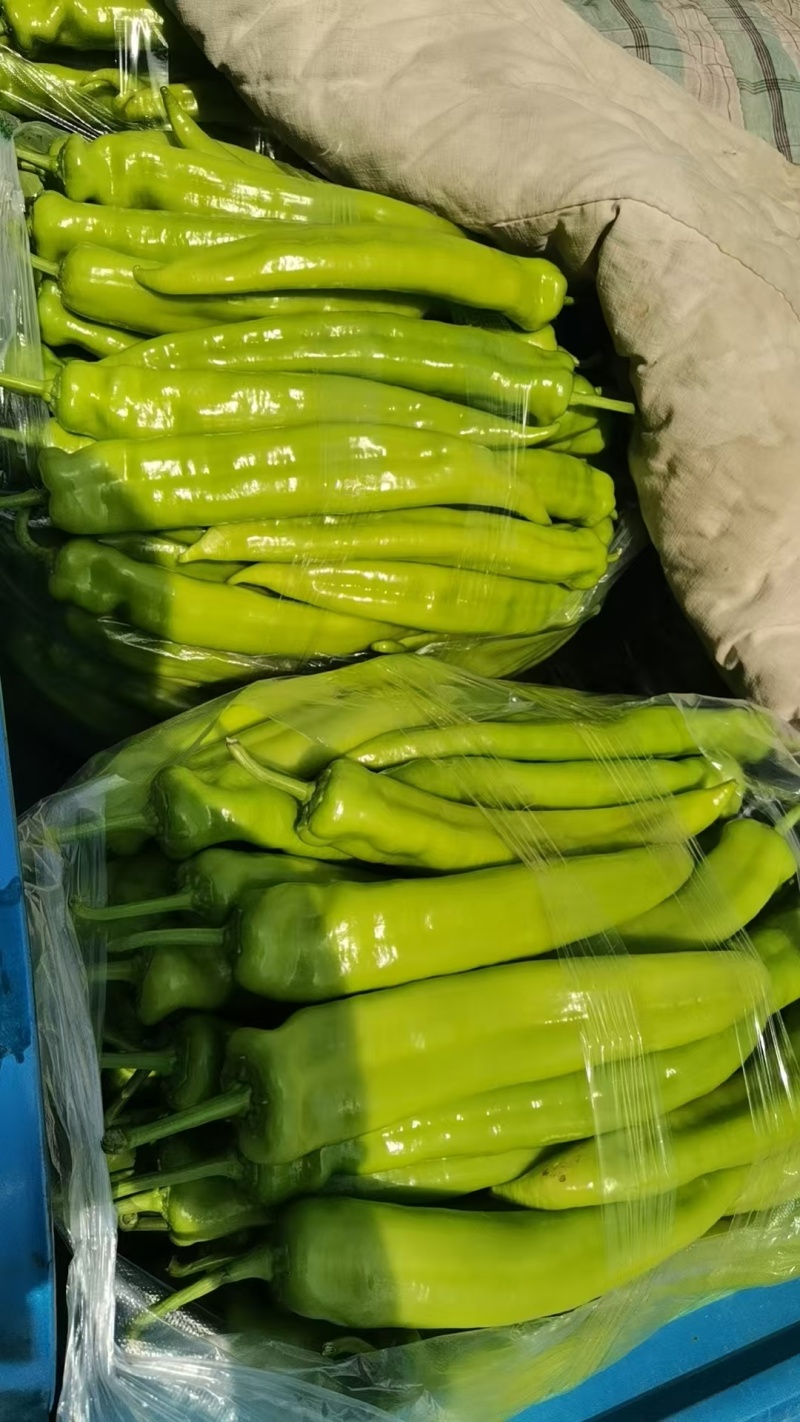 精品尖椒鲜辣椒大量供应可视频看货欢迎来电采购