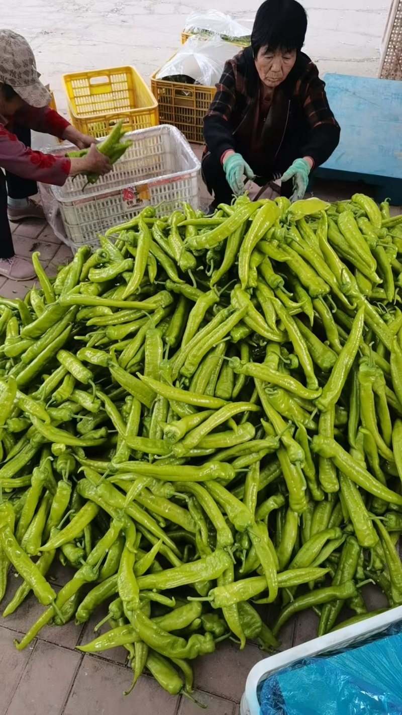 精品尖椒鲜辣椒大量供应可视频看货欢迎来电采购
