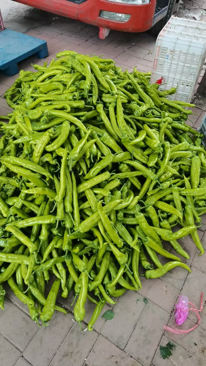 精品尖椒鲜辣椒大量供应可视频看货欢迎来电采购