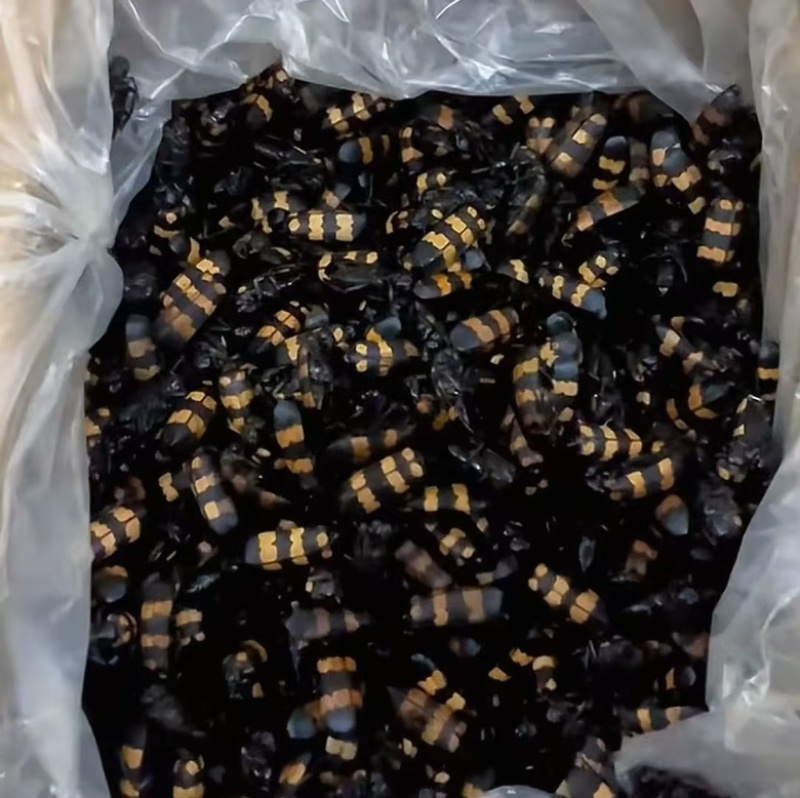 斑鳖虫中药材保质保量一手货源量大从优
