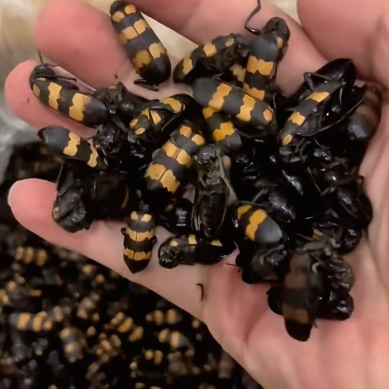 斑鳖虫中药材保质保量一手货源量大从优