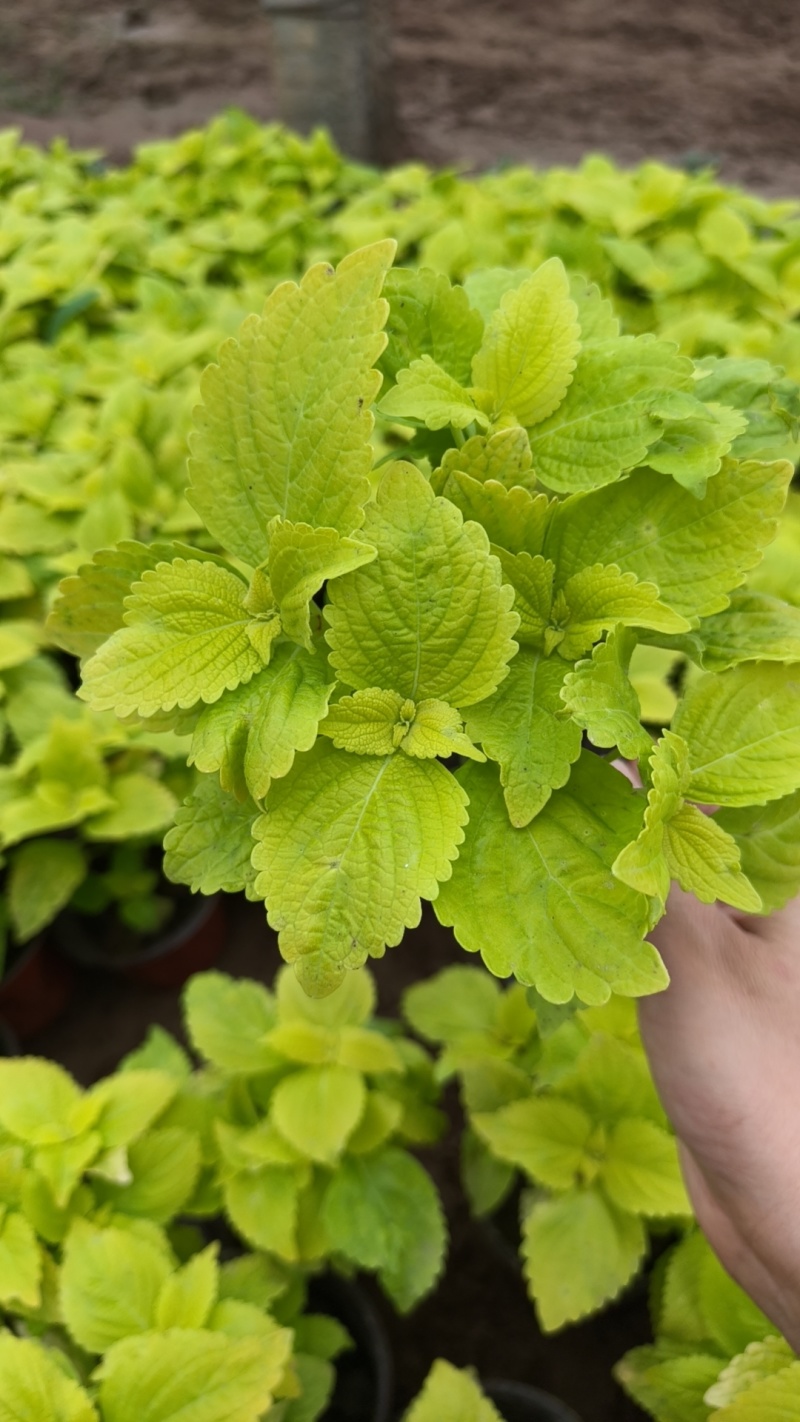彩叶草基地直供进口彩叶草彩叶草基地