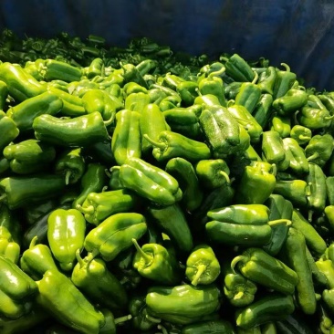 精品圆椒商河县原产地太空椒鲜辣椒大量供应可视频看货