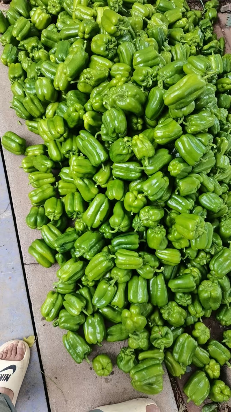 精品圆椒商河县原产地太空椒鲜辣椒大量供应可视频看货