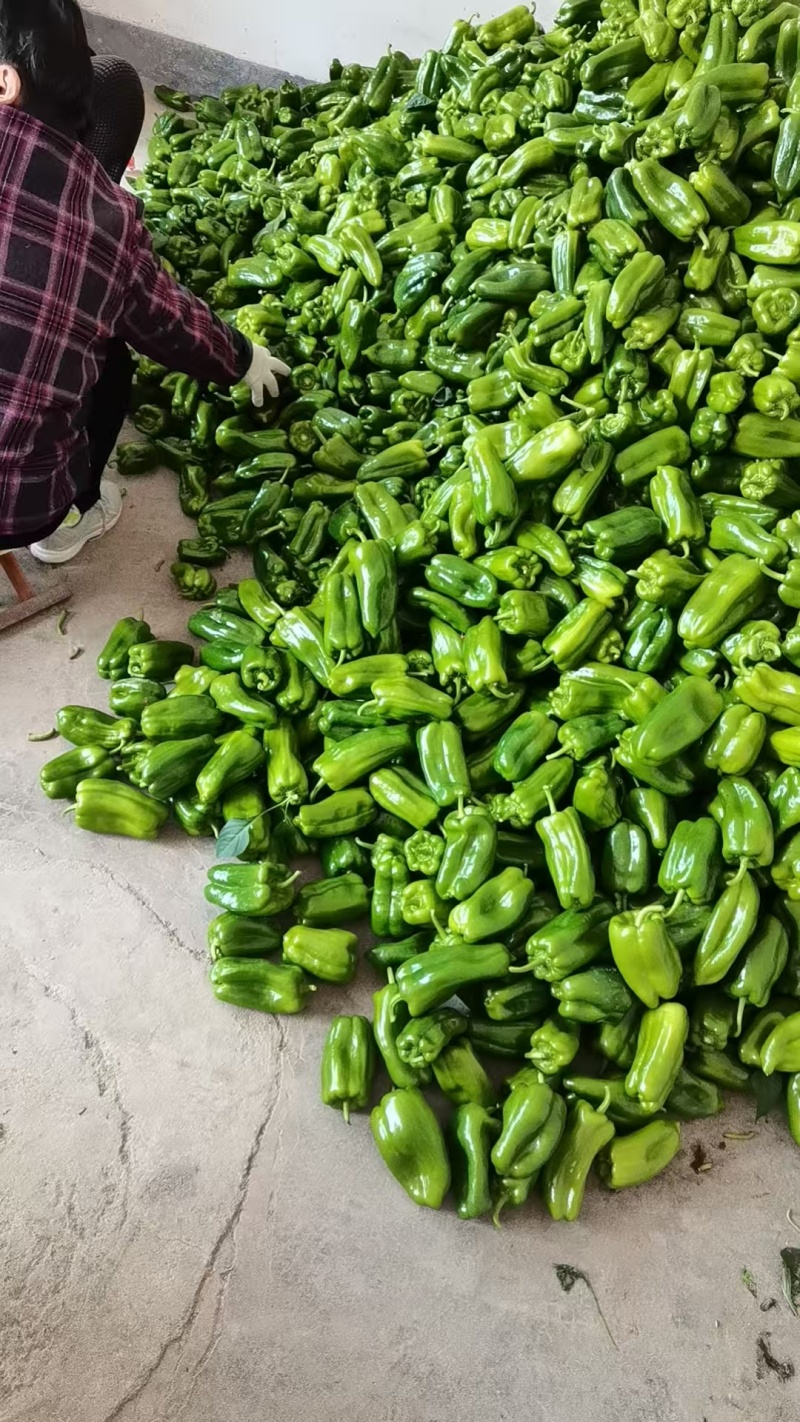 精品圆椒商河县原产地太空椒鲜辣椒大量供应可视频看货