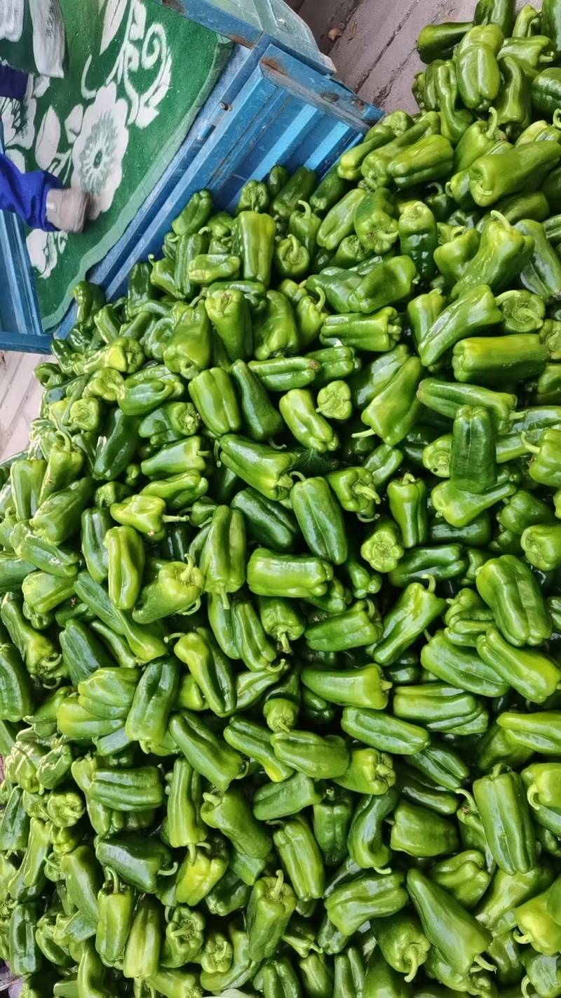 精品圆椒商河县原产地太空椒鲜辣椒大量供应可视频看货