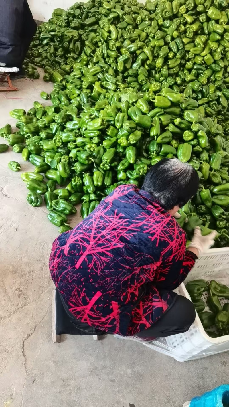 精品圆椒商河县原产地太空椒鲜辣椒大量供应可视频看货