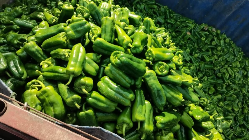 精品圆椒商河县原产地太空椒鲜辣椒大量供应可视频看货