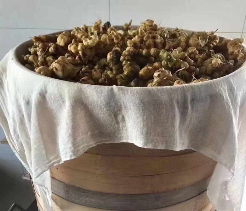 野生黄精
