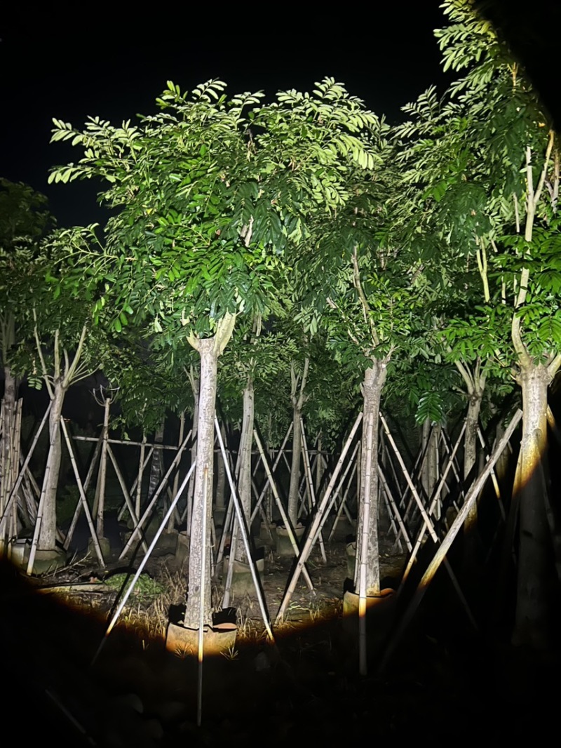 【推荐】桃花心木，品种齐全，大量出售，苗圃直供欢迎咨询