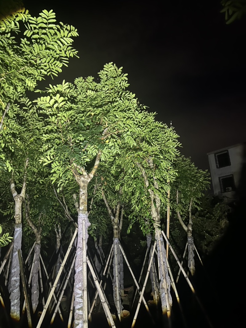 【推荐】桃花心木，品种齐全，大量出售，苗圃直供欢迎咨询