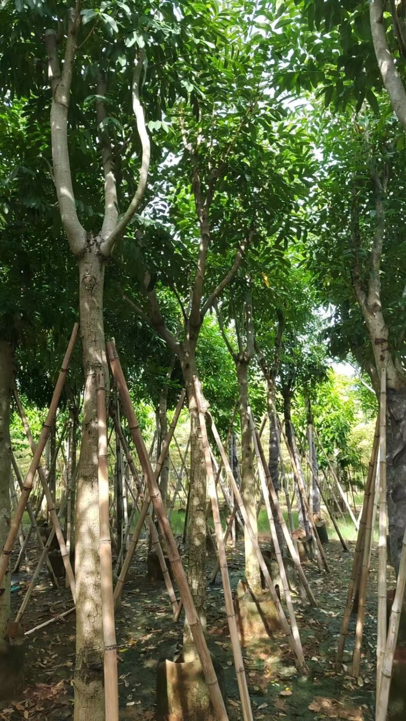 【推荐】桃花心木，品种齐全，大量出售，苗圃直供欢迎咨询