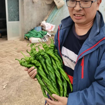 精品螺丝椒鲜辣椒大量供应产地一手货源欢迎来电采购