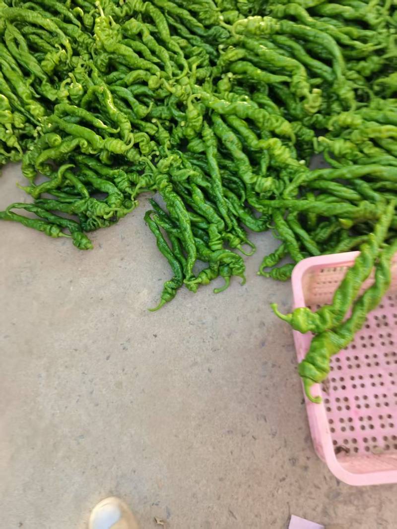 精品螺丝椒鲜辣椒大量供应产地一手货源欢迎来电采购